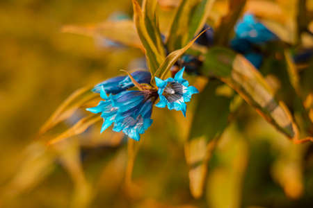 flower bells spring time blossom season time natural local close up view in March monthの写真素材
