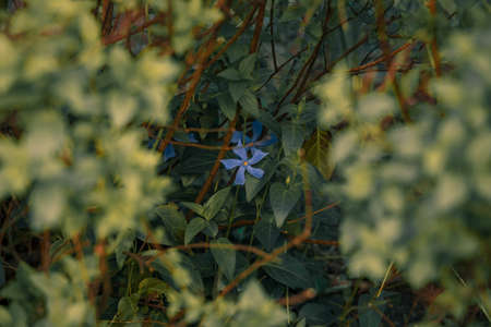 garden floral flower spring blooming scenic view with natural frame and muted colors, soft focus...