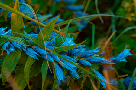 wild blue bells flowers spring blossom nature close up natural photographyの写真素材
