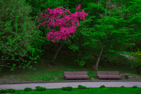 green park scenic landscaping view of town estate environment for walking and promenade, road with benches and beautiful lavender tree foliage bloom in spring time of April monthの写真素材