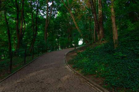 walking foot path track in park spring season time landscaped area in greenery trees environment