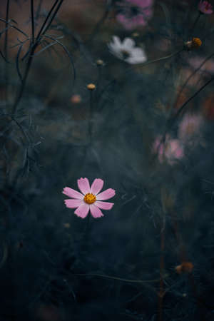 moody atmospheric garden natural environment space with lavender color of petals of blooming flower in vertical photography with dark artistic blurred backgroundの写真素材