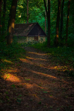 lonely rustic house in woods environment space, vertical photography with sun light and shadows on foreground dirt groundsの写真素材