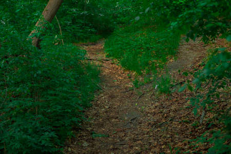 simple rustic park nature photo with trees, green grass and dirt trails