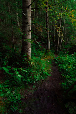 wild deep forest picturesque local scenic view vertical photography with vibrant saturated green...