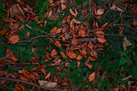 autumn falling leaves background natural evergreen north forest environment