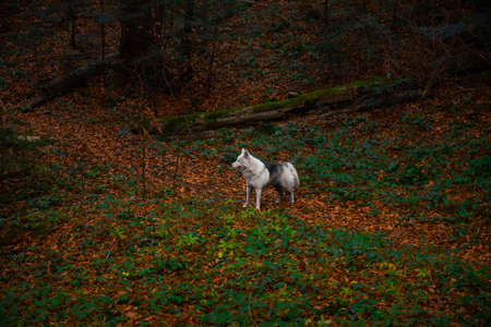 walking with husky dog mammal animal portrait photography in autumn wet rainy park outdoor environment space with a lot of falling leaves of orange and brown colorの写真素材
