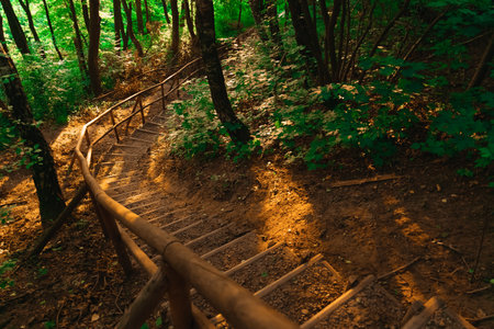 nature golden light foot path on stairs in ground in woods, autumn morning sun rise timeの写真素材