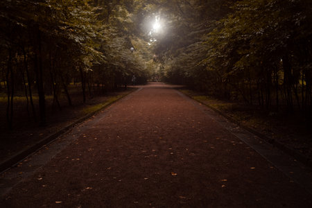 autumn foot path alley symmetry soft focus outdoor photography brown leaves and foliage, background morning sun rise lightsの写真素材
