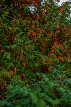 vertical vibrant red and green foliage October autumn aesthetical time background natural viewの写真素材