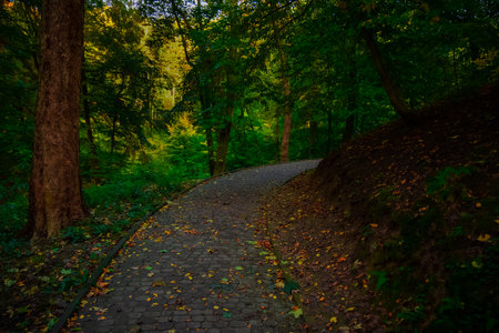 foot path way in park land autumn morning time peaceful October outdoor environment space without...