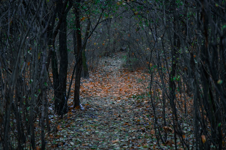 spooky misty autumn forest in wet morning time of September season, path between woods in soft focus...