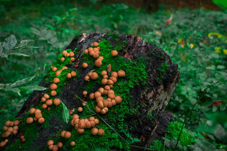 mushrooms in forest on stump natural local scene outdoor view in summer season