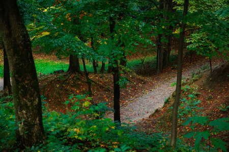 fall autumn path natural environment space with autumn season falling leaves green yellow orange...
