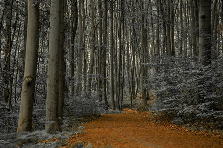 enchanted autumn atmospheric dramatic forest panoramic landscape with high trees view