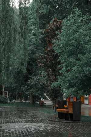 rainy moody atmospheric day in city square park outdoor environment conceptual street vertical photography of ground wet tile trees and lonely bench without people hereの写真素材