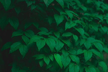 green leaves floral foliage environment concept in low key lighting seasonal close up scenic viewの写真素材