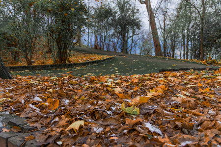 autumn October aesthetic falling leaves orange colors foreground in park with curved road for...