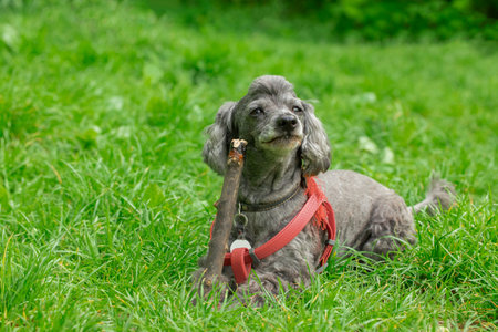 small dog with stick playful domestic pet in walking time outdoor park environmentの写真素材