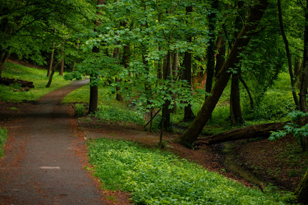 August morning park landscaped environment space with walking path way under trees shadowsの写真素材