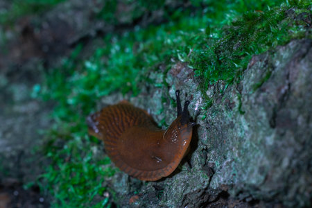 snail without shell macro photography soft focus with stone and moss in a picture frame