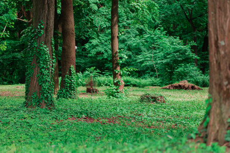 summer forest peaceful natural environment of June bush and green grass ground cover around trees with curly plants on a barkの写真素材
