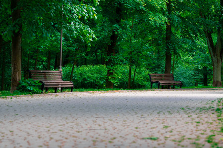 empty road walking promenade side street paved tile road along trees and benches without people hereの写真素材
