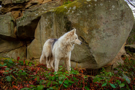 lonely wolf portrait in autumn dramatic rocky forest natural environment space with orange October...