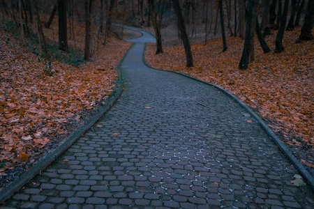 mist dusk fall season park empty natural depressive space curved road pavement walking foot path