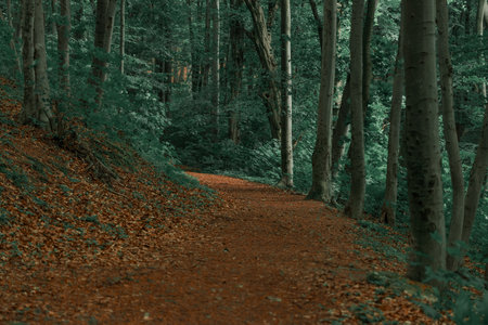 September autumn forest landscape mystic nature scenic view orange falling leaves and high trees foot path way in wood landの写真素材