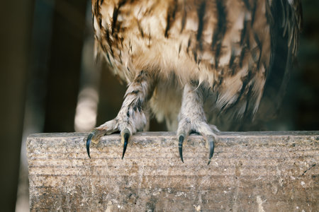 owl claws close up animal themes shelter isolated wildlife body part photo