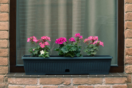 pot flower window sill outdoor exterior vintage rural aesthetic rustic view with frame work pattern shape of empty spaceの写真素材