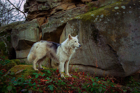 animal themes wolf in autumn mountain forest landscape October environment space wilderness country side natural sceneryの写真素材