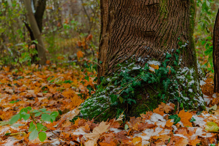 autumn landscape tree bark creeper plant orange foliage October season natural scenic view