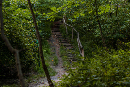 wooden stairs foot path walking way in woods August summer time environment space with green foliage and nobody in this placeの写真素材