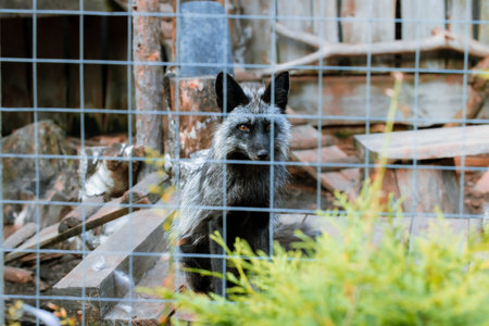 black fox wild animal shelter caged creature who need rescue and medicine help fence foreground outdoorの写真素材