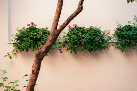 garden internal yard space of living district spring style landscape design of real estate house, foreground blurred tree, light rose neutral color wall with sill and flower pots background viewの写真素材