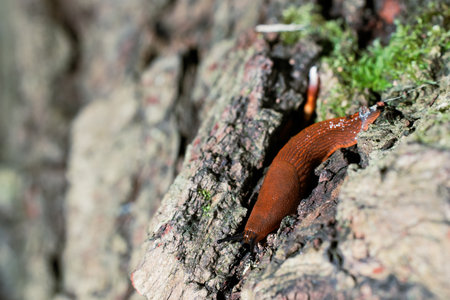 macro slime snail without shell on rock texture narrow focus concept wildlife photoの写真素材