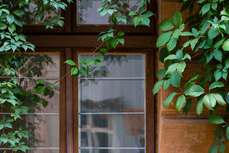 vintage window wooden frame with curly plants exterior old street local close up outdoorの写真素材
