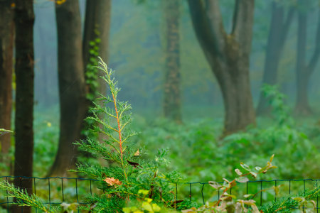 misty flower bed evergreen plant foreground dramatic woods atmospheric environment space of spring rain forest placeの写真素材