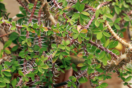 thorny plant green leaves garden floral spring time blossom natural backgroundの写真素材
