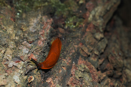 snail slime slow crawling tree bark narrow textured surface macro photography animal theme conceptの写真素材