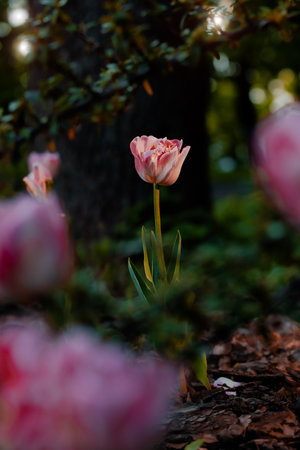 tulip flower dramatic lighting garden floral spring time vertical natural photo
