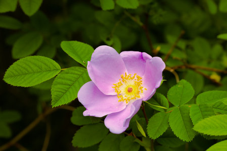 flower petal garden floral spring time blossom season time close up macro natural view outdoor environment spaceの写真素材