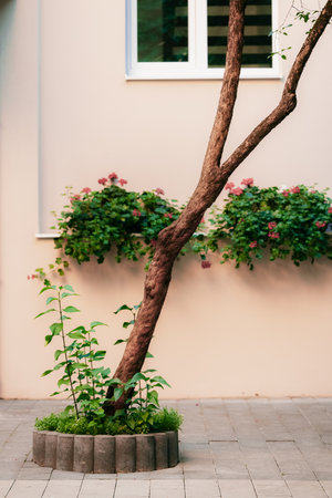 landscaped design pavement yard street tile space with lonely tree flower bed and plant pots natural...