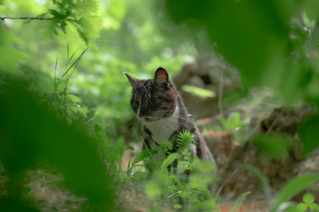 cat portrait feline animal theme walking in natural environment space green foliage forest woods spring spaceの写真素材