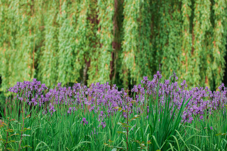 violet flower meadow willow tree green foliage spring season blossom time landscape background natural concept wallpaper sceneryの写真素材