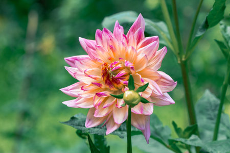 petal flower blossom season spring time natural garden ordinary photoの写真素材