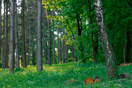 empty natural forest edge landscape summer idyllic grass lawn with trees and green foliage...
