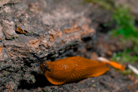 small animal theme slime snail slowly motion on stone texture narrow focusの写真素材
